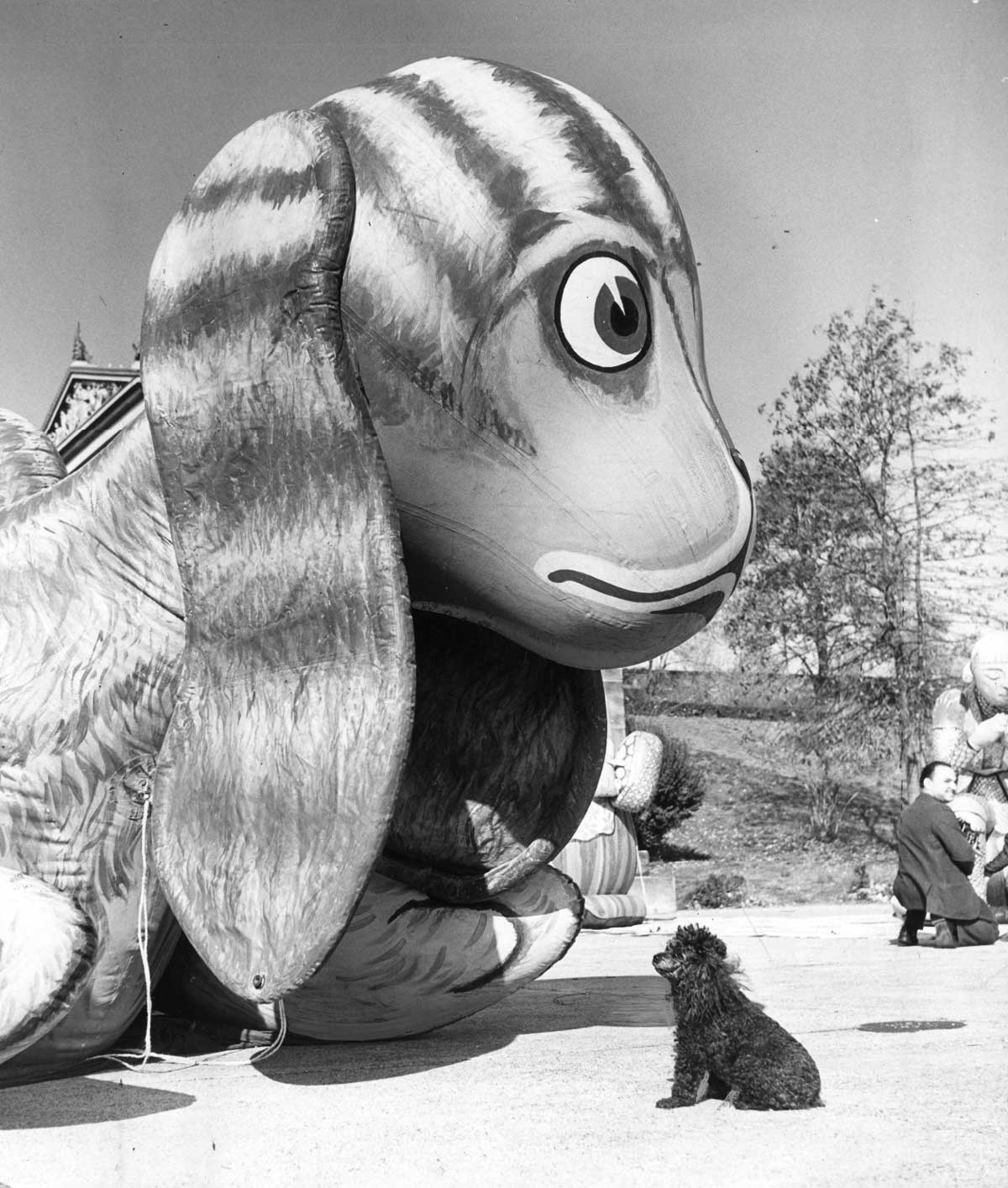 A large inflatable dog with stripes looms over a small sitting poodle on a sunny day. In the background, a couple of people stand near a building, and trees are visible. The scene creates a whimsical contrast between the two dogs.