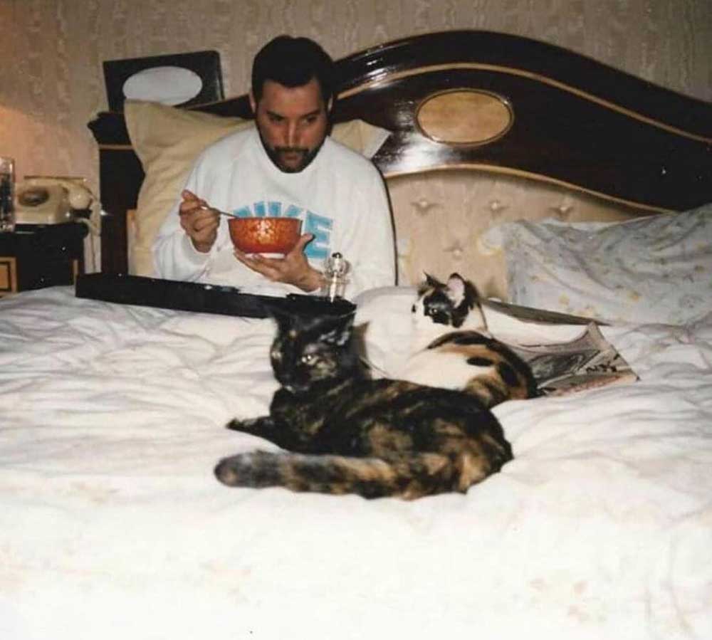Freddie Mercury sits on a bed eating from a bowl, while two cats relax on the bed in front of him. The room has a classic wooden headboard and cozy bedding.