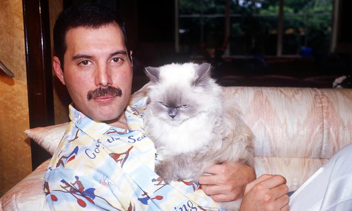 A man with a mustache sits on a couch, holding a fluffy white and gray cat. He wears a colorful shirt and looks at the camera, while the cat appears relaxed in his arms. A window with greenery is visible in the background.